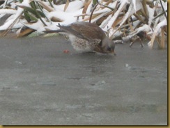 IMG_0762 Fieldfare