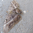 Black Witch moth
