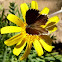 Mariposa de los geranios sobre Euryops pectinatus o margarita amarilla.