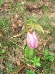 ladyslippers3