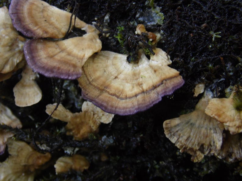 Violet-toothed polypore