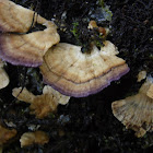 Violet-toothed polypore