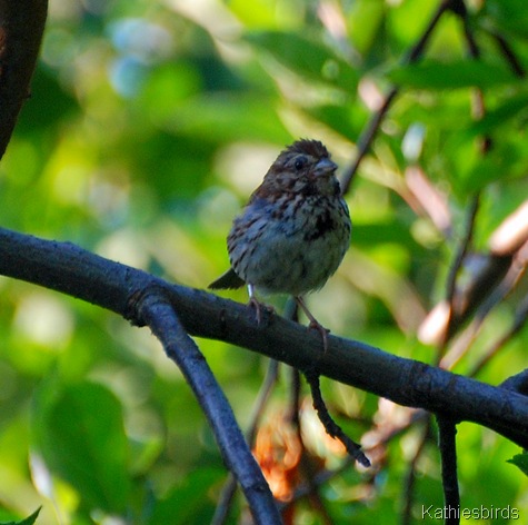 20. song sparrow-kab