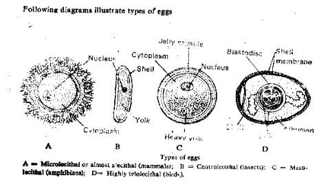 Types of Egg on the basis of amount of yolk