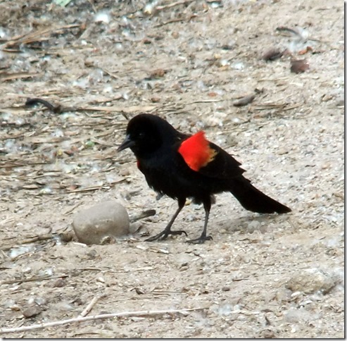 Red-winged blackbird display 3-30-2013 8-40-38 AM 3616x2712