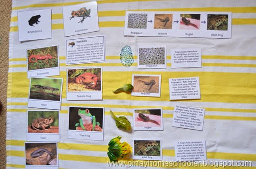 Amphibians Study