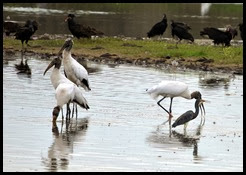 06c - Wood Storks at Deep Pond