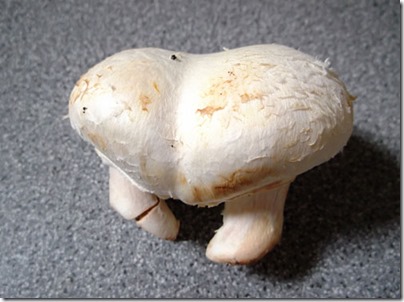 Two legged mushroom