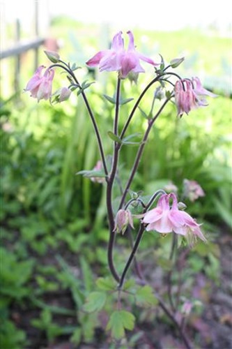 20100523 (5) (Small)