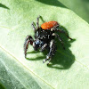 Red Backed Jumping Spider (Male)