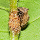 Treehopper with Eggs