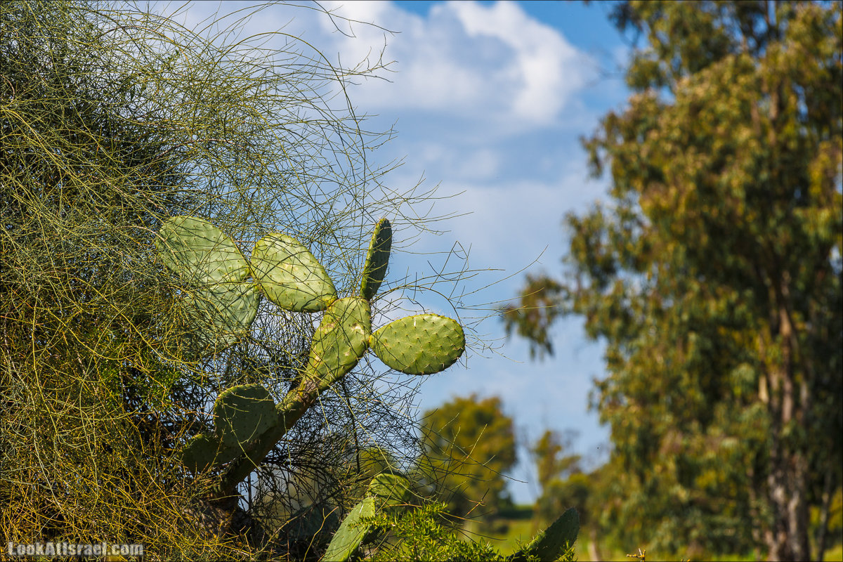 Анемоны (каланиет) пустыни Негев - Фестиваль Даром Адом в LookAtIsrael.com - Фото путешествия по Израилю | Red South festival of anemones in Negev | דרום אדום - קלניות בבארי
