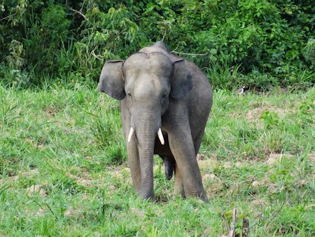 43. Elefant asiatic salbatic.JPG