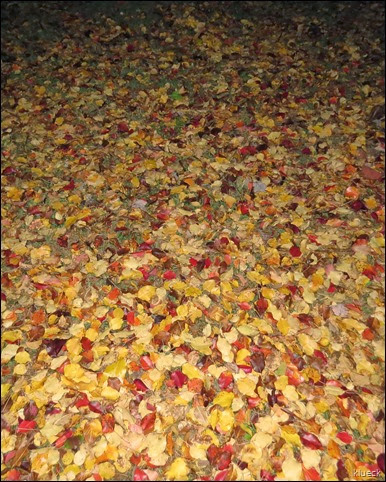 our yard with fall leaves on the ground
