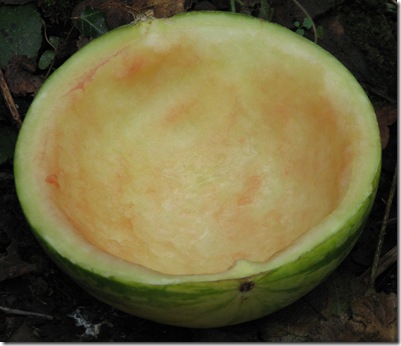 20130301 Metre Water melon bowl trap 2