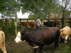 feed cows 028