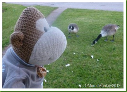 Hungry Ducks in Dawlish Warren