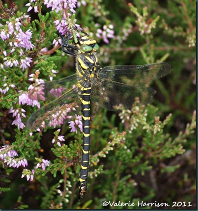 16 golden-ringed-dragonfly