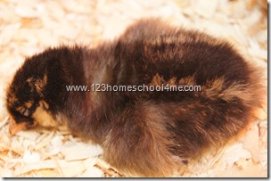 sleeping chick - Silver laced wyndotta sleeping chick - Silver laced wyndotta