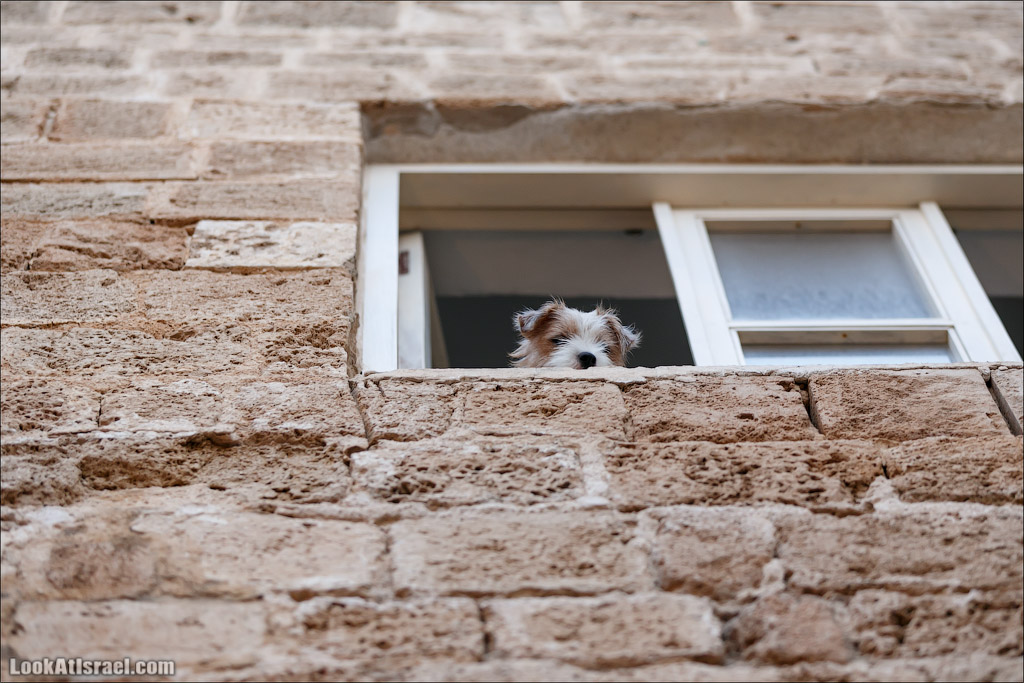 LookAtIsrael.com - Фото путешествия по Израилю | Портреты собак Тель Авива