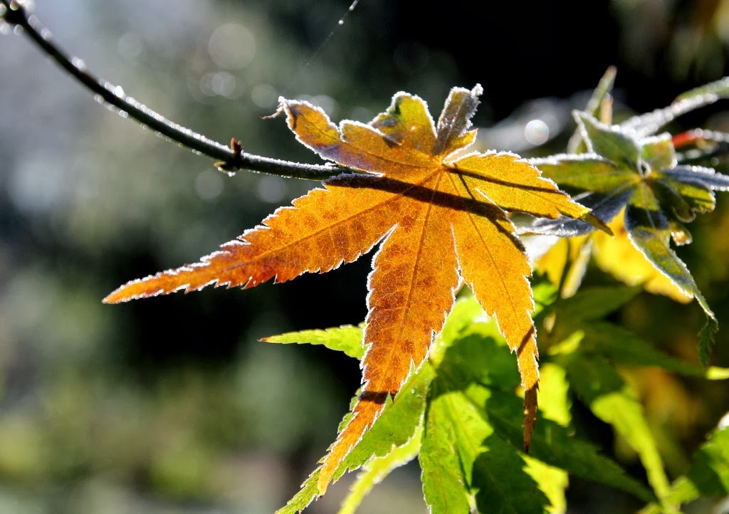 [IMG_1830%255B3%255D.jpg]