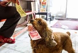 [dog-money4.jpg]