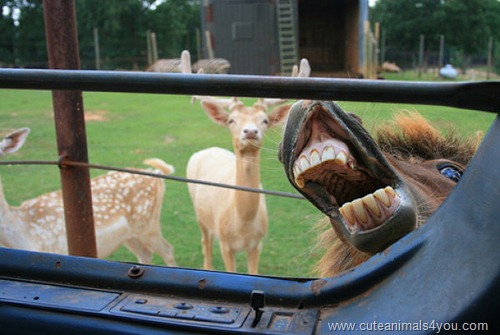 50_Funniest_Animal_Photobombs_Of_All_Time_08