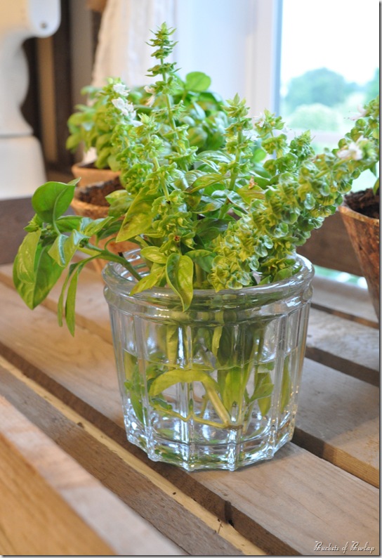 french jelly jar herbs