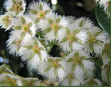 Elaeocarpus serratus flores