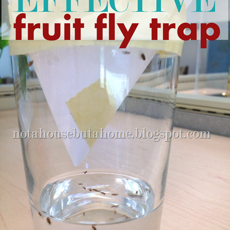 How To Get Rid of Fruit Flies Not A House But A Home