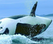 fotosanimalesorca.jpg. Fotos de Animales Fotos de animales