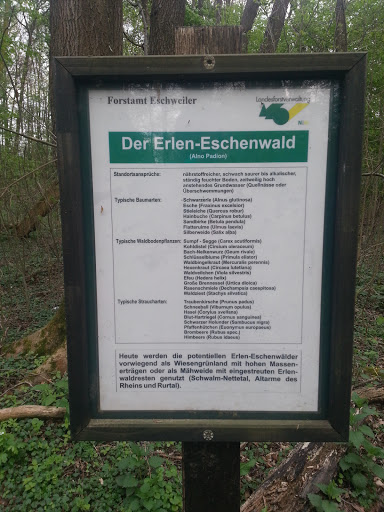 Der Erlen-Eschenwald