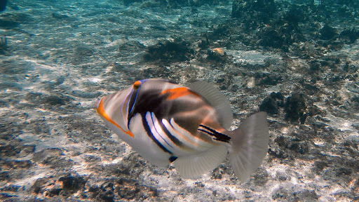 Snorkeling near Vaimaaga on Rarotonga in the Cook Islands.