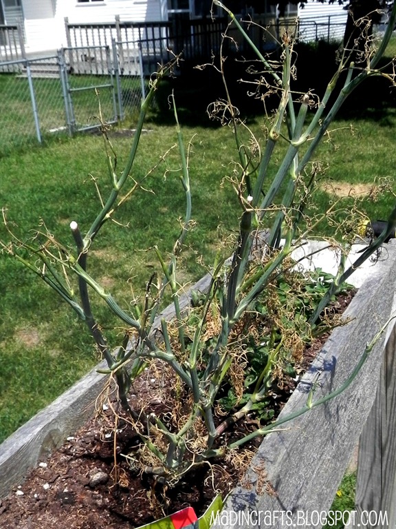 [dead-dill5.jpg]