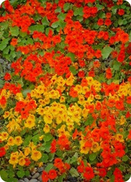 orange_and_red_nasturtium_flowers_0001-0507-1916-5513_SMU