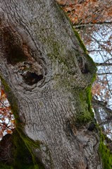 WOOD 09 WOOD 09