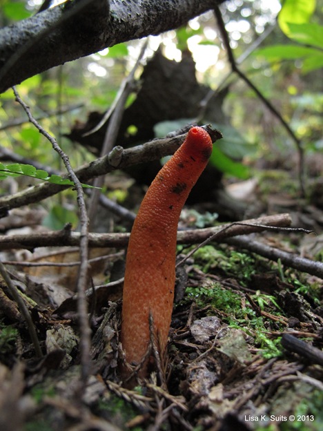 Mutinus elegans single