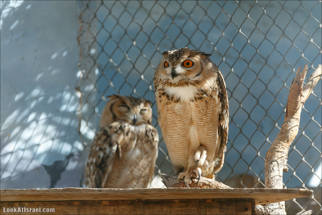 LookAtIsrael.com - Заповедник библейских животных Хай Бар | Hai Bar reserve | חי בר