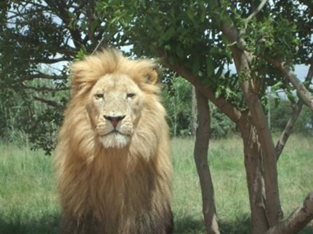 The King of the Lion Park Johannesburg