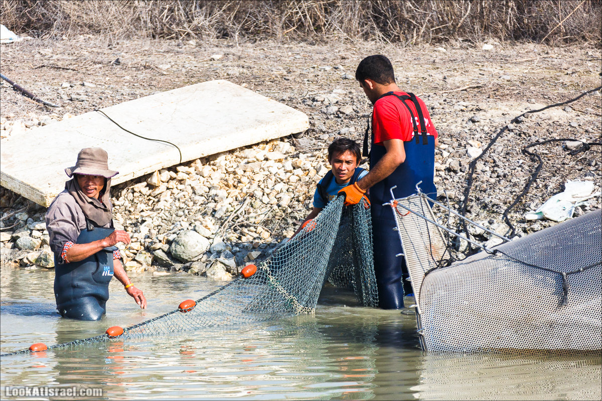 LookAtIsrael.com - Киббуц Кфар Рупин | Kibbutz Kfar Rupin | קיבוץ כפר רופין