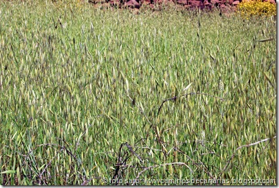 1114 Temisas-S.Lucía(Balango-Avena 1114 Temisas-S.Lucía(Balango-Avena