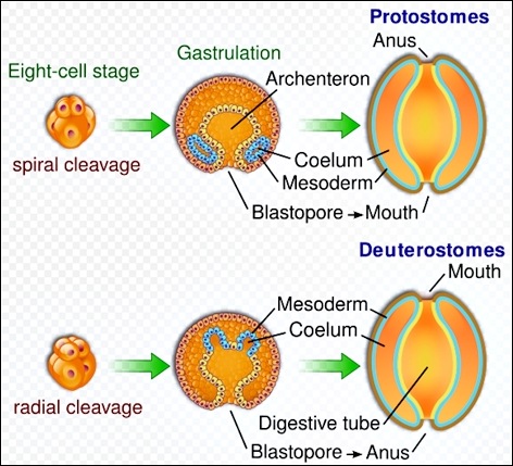 (unranked): Protostomia