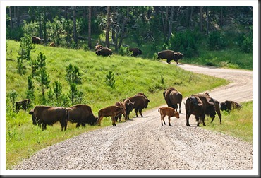 2011Jul31_Custer_State_Park_bison-2