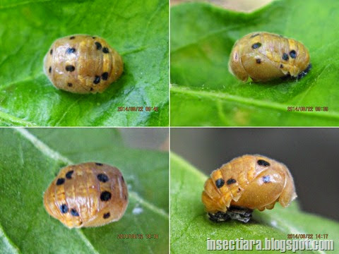 Pupa kumbang koksi Variable ladybird (Coelophora inaequalis)