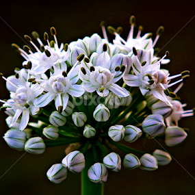 Spring Onions by Kelvin Po - Flowers Flower Arangements