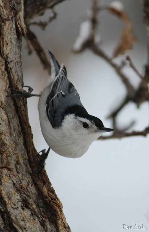 [White%2520Breasted%2520Nuthatch%255B9%255D.jpg]