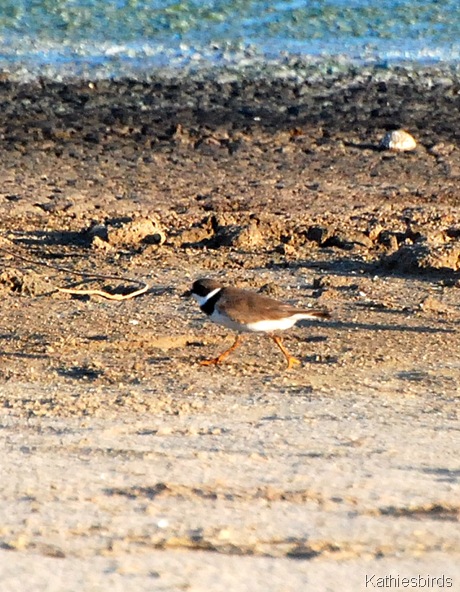 9. Semipalmated plover-kab