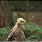 Adler im Wisentreservat bei Miedzydroje