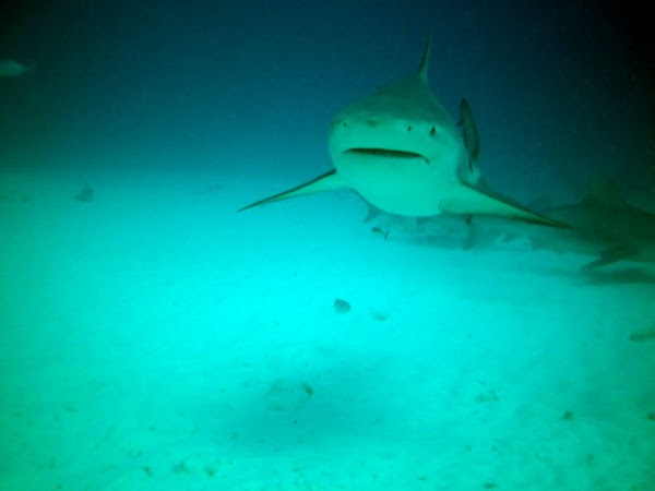 Bull Shark | Project Noah