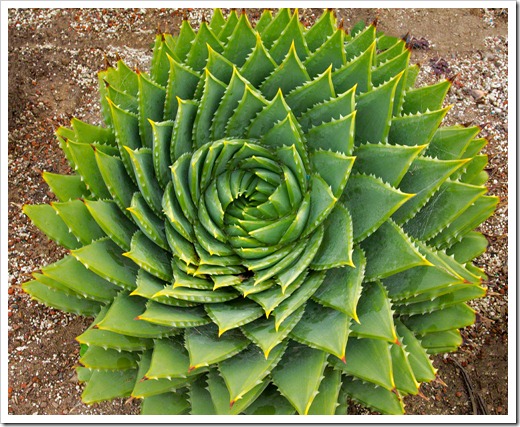 120929_SucculentGardens_Aloe-polyphylla_30